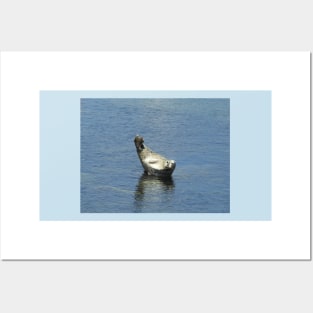 Harbor seal, marine life, wildlife gifts Posters and Art